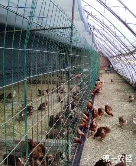 农村小型养鸡场设计图 - 鸡舍建设 - 第一农经网