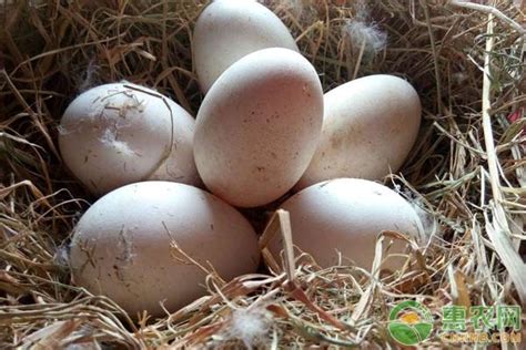 雁鹅蛋与鹅蛋的区别，鹅蛋的药用价值有哪些？ - 惠农网
