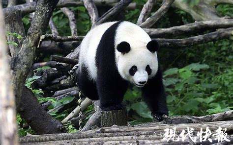 红山动物园下午一只大熊猫动物园睡觉趴着摄影图配图高清摄影大图-千库网