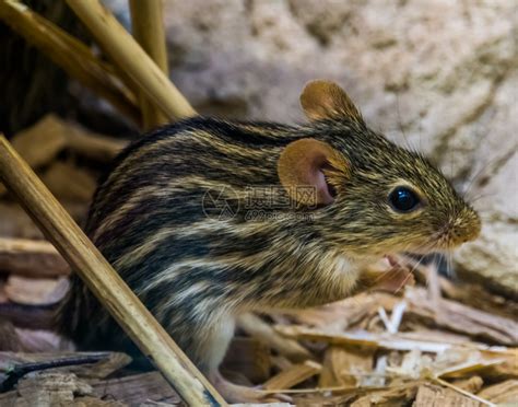 安徽发现一种罕见“老鼠”，会用超声波回声定位，是我国特有物种|清凉峰|猪尾|麝_新浪新闻
