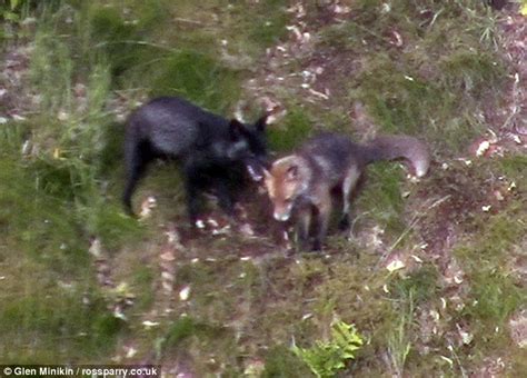 英国男子拍得珍贵黑狐狸玩耍片段 - 神秘的地球 科学|自然|地理|探索