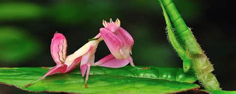 世界上最美的螳螂 兰花螳螂(外形像兰花的蟑螂)-小狼观天下