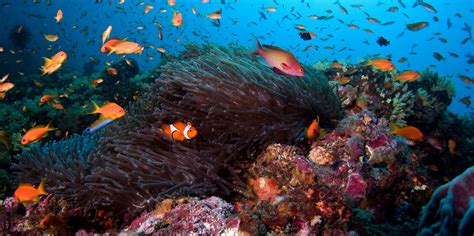 海底的珊瑚与游动的鱼44552_海底/鱼_动物类_图库壁纸_68Design