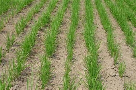 旱稻种植时间和方法,春播4至5月,夏播6月中旬 - 达达搜