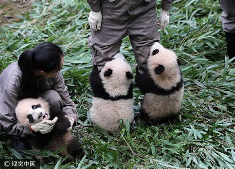 西班牙大熊猫幼崽获名“星宝” 由网民投票选出_旅游频道_凤凰网