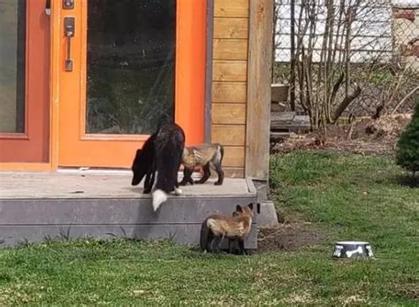 加拿大夫妇自家后院被狐狸一家“入侵”！开始很嫌弃，到后面真香
