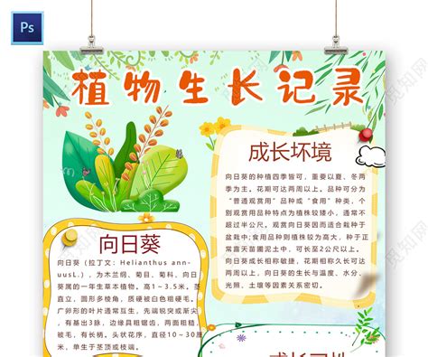 植物记录卡三年级下册桂花-Word模板下载_编号lnorwwan_熊猫办公