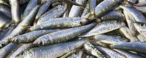 经常吃沙丁鱼有助于预防2型糖尿病
