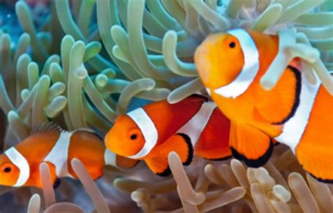珊瑚中可爱小丑鱼高清图片下载-找素材