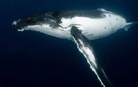 鲸鱼一共有多少个种类-百度经验