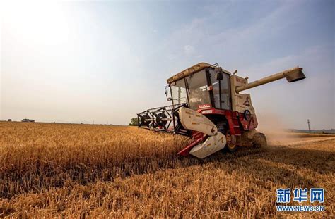 2021年河南小麦种植现状（附种植面积、产量、收购价格、生产成本、生产收益）_智研_咨询_资料