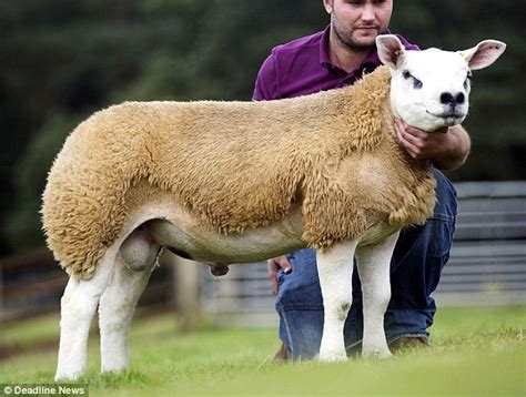 世界上最贵的羊332万元成交 羊中的“兰博基尼”没错了！|世界上|贵的-社会资讯-川北在线