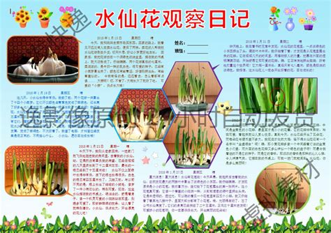 水仙花的生长变化情况（水仙花从小到大的生长过程）-花海建设-长景园林网