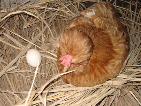 周公解梦梦见鸡下蛋是什么意思 做梦梦到鸡下蛋代表什么_起名网