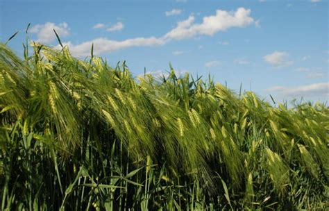 大麦哪些优点 它在什么时候播种更适合-花圃日记-长景园林网