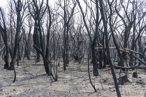 澳大利亚山火烧了七周 会烧到2021年？|澳大利亚山|火烧-滚动读报-川北在线