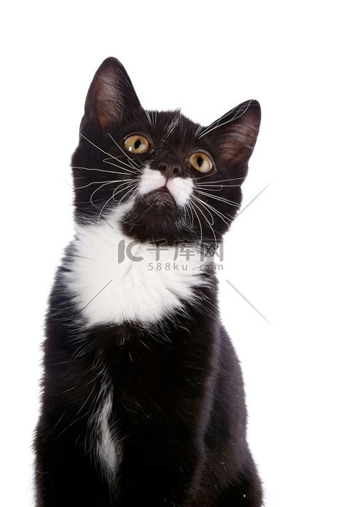一只黑白小猫的肖像。高清摄影大图-千库网