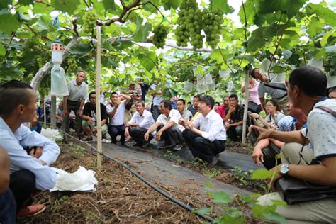 从品种筛选开始，这个团队让葡萄生产做到绿色高效_媒体聚焦_新闻中心_上海市农业科学院