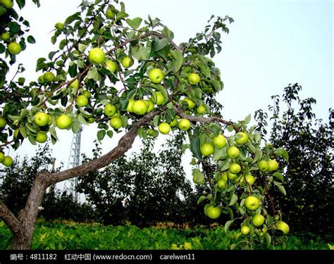 梨嫁接到苹果树上的结果情况-农百科