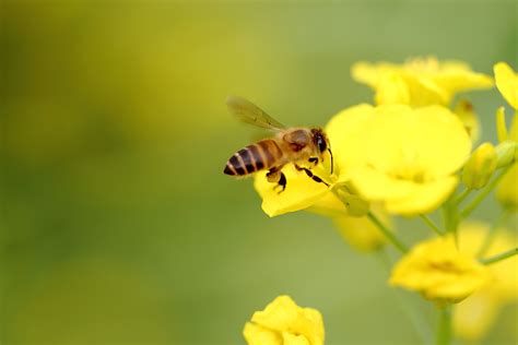 蜜蜂的特点有哪些？ - 蜜蜂知识 - 养蜂人