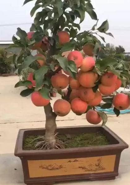 阳台种什么果树最旺？告诉大家耐阴适合阳台种的果树-橙微百科网