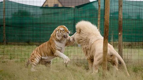 为什么狮子与老虎体重相当时，雄狮经常打不过老虎？ | 说明书网