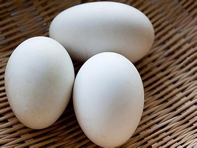 鹅蛋怎么吃 吃鹅蛋的好处有哪些 - 复禾健康