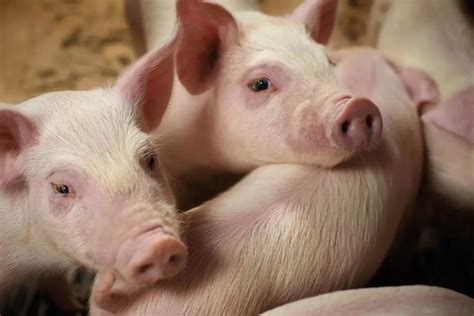 种猪-法系种猪-原种种猪-种猪价格-种公猪-猪精 - 科普利信贸易（北京）有限公司