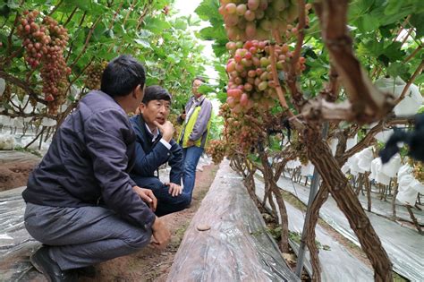 2022年陕西省葡萄栽培技术培训会在西安市鄠邑区召开_中国农科新闻网
