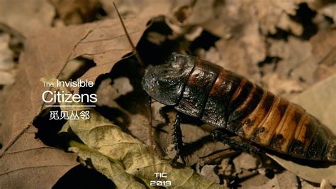 会“叫”的蟑螂--马达加斯加发声蟑螂是如何发出声音的_腾讯视频}