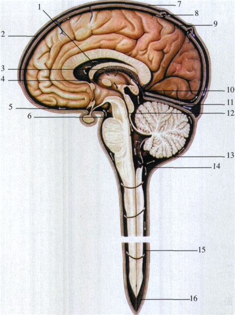 图286 脑脊液循环模式图-人体解剖学实验-医学