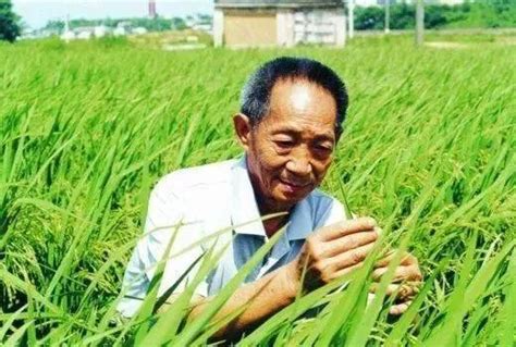 袁隆平团队海水稻开始产业化推广-袁隆平团队双季稻亩产破1500公斤 - 见闻坊