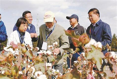 《兵团日报》：培育中国好棉花 - 中国农业科学院棉花研究所