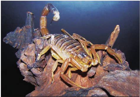 宠物蝎子 活蝎子 沙漠蝎 叙利亚马尔丁棕肥尾蝎-淘宝网