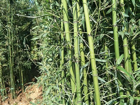竹子的作用有哪些 竹子的种类有哪些_栽培养殖__南北花木网