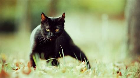 黑猫真的会越长越好看吗？ - 知乎