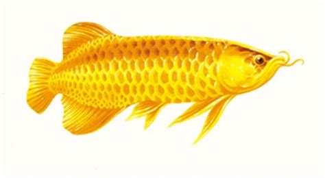【图】红金龙鱼多少钱一条 怎么饲养红金龙鱼 - 装修保障网