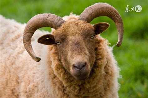 关于羊的资料 有关羊的介绍_知秀网