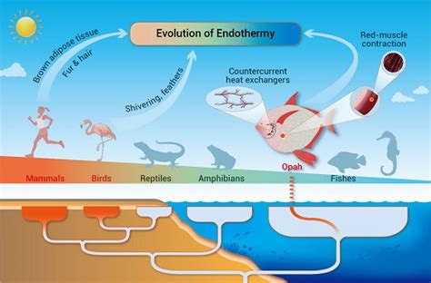 氧化应激会导致青鳉鱼新生儿从雌体转变为雄性_艾米网