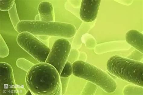 生物显微镜下的乳酸菌成像观察_生物器材网