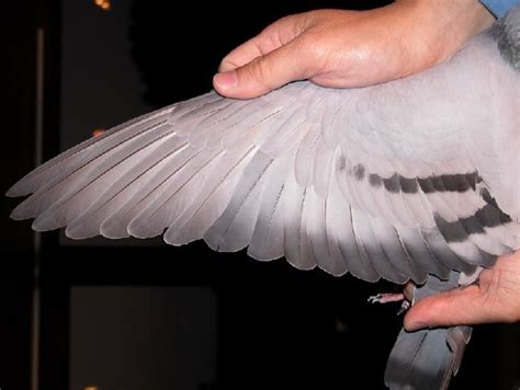 白羽毛图片-蓝色背景下的白羽毛素材-高清图片-摄影照片-寻图免费打包下载