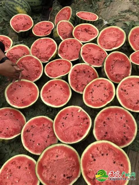 市井生活 篇二：夏天买西瓜，认清国内这6大优质品种，个个甜美多汁，涨知识了_新鲜水果_什么值得买