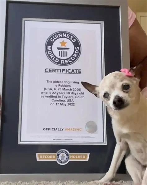 吉尼斯世界纪录官方认证！全球最年长的狗去世：终年22岁_宠界新闻