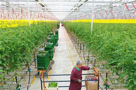 四川眉山：智慧农业助力蔬菜市场供应-人民图片网