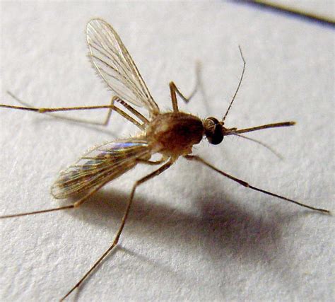 世上最大的蚊子, 吃素不吸血, 吃够100只小蚊子才能化蛹成蚊