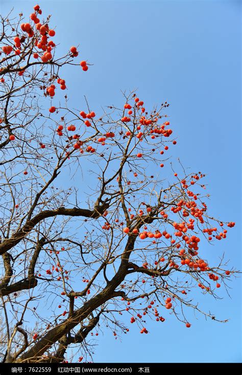 壶口瀑布旁边的柿子树，满树的柿子，让树冠变成了金色 - 图片频道 - 华夏小康网