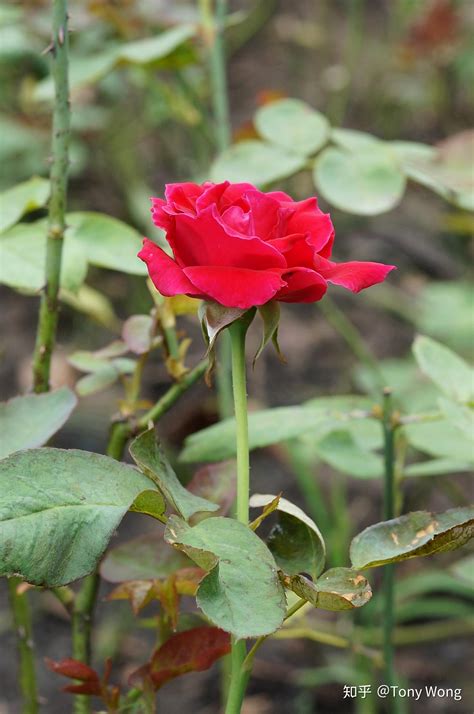 玫瑰是皮刺还是茎刺,玫瑰的刺学名叫什么,玫瑰茎上的刺是什么刺_大山谷图库