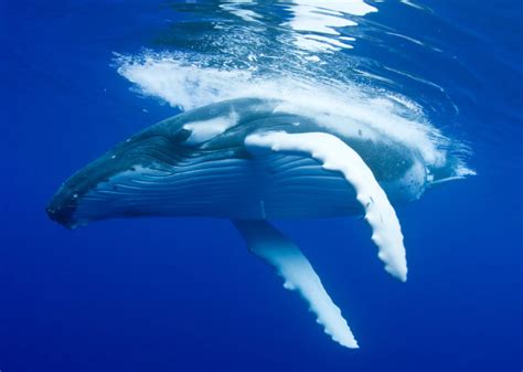 蓝鲸和须鲸不仅体型巨大，而且还是寿命最长的海洋哺乳动物|须鲸|蓝鲸|小鲸_新浪新闻