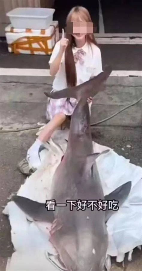 噬人鲨-广东海洋大学水生博物馆