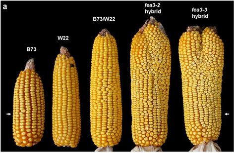 古代基因工程学：人造玉米 - 知乎